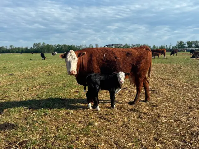 40 cow/calf pair