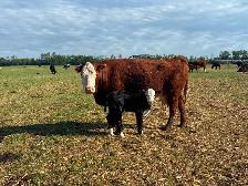 40 cow/calf pair