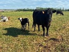 40 cow/calf pair - Photo 2
