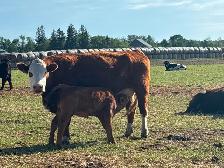 40 cow/calf pair - Photo 3