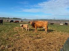 40 cow/calf pair - Photo 4