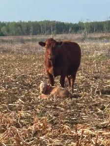 40 cow/calf pair - Photo 5