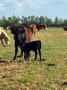 40 cow/calf pair - Photo 6