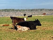 40 cow/calf pair - Photo 7