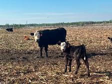 40 cow/calf pair - Photo 8