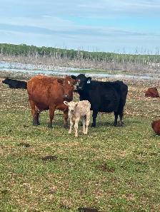 40 cow/calf pair - Photo 9