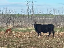 40 cow/calf pair - Photo 10