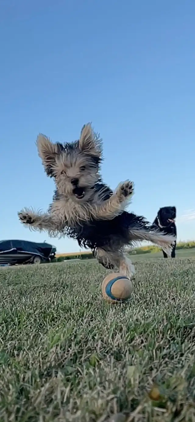 Dog Training and Trainers for Busy People