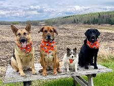 Dog Training and Trainers for Busy People - Photo 2