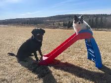 Dog Training and Trainers for Busy People - Photo 3