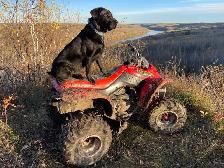 Dog Training and Trainers for Busy People - Photo 5