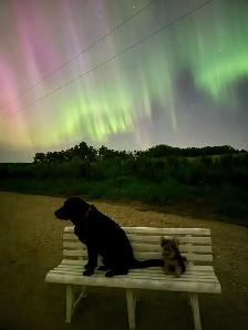 Dog Training and Trainers for Busy People - Photo 6