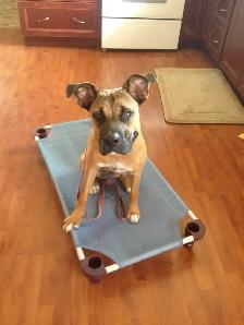 Dog Training and Trainers for Busy People - Photo 10