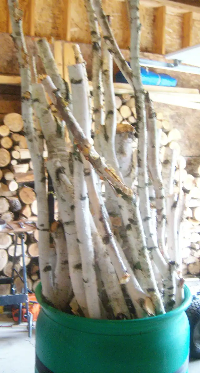 BARREL OFBIRCH STICKS