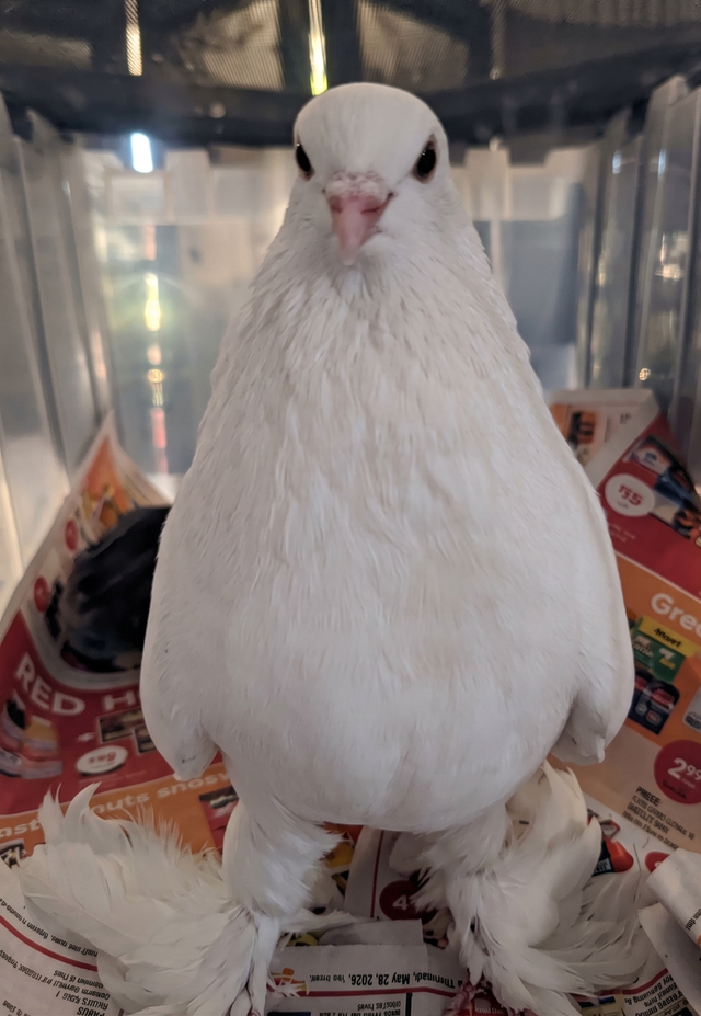 I found your pigeon!