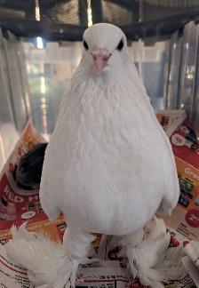 I found your pigeon!