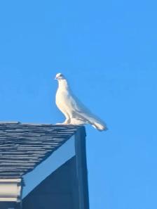 I found your pigeon! - Photo 2