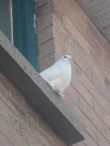 I found your pigeon! - Photo 3
