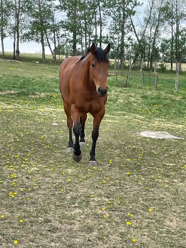 companion mare