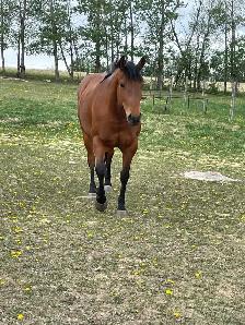 companion mare