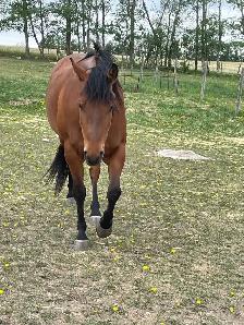 companion mare - Photo 2