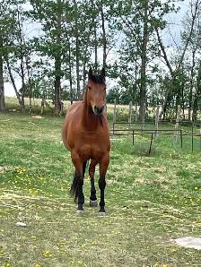 companion mare - Photo 3