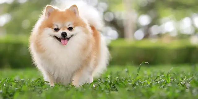 Looking for a pomeranian,  yorkie, maltipoo,  morkie