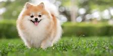 Looking for a pomeranian,  yorkie, maltipoo,  morkie