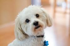 Looking for a pomeranian,  yorkie, maltipoo,  morkie - Photo 2