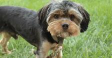 Looking for a pomeranian,  yorkie, maltipoo,  morkie - Photo 3
