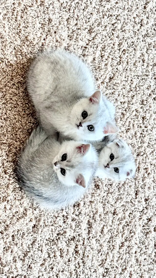 Ready rehome: 8 weeks purebreed Scottish kittens