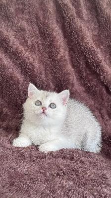 Ready rehome: 8 weeks purebreed Scottish kittens - Photo 2