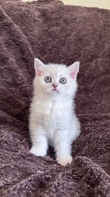 Ready rehome: 8 weeks purebreed Scottish kittens - Photo 3