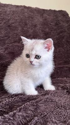Ready rehome: 8 weeks purebreed Scottish kittens - Photo 4