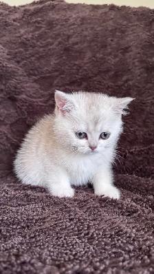 Ready rehome: 8 weeks purebreed Scottish kittens - Photo 5