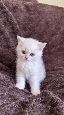 Ready rehome: 8 weeks purebreed Scottish kittens - Photo 6