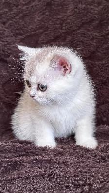 Ready rehome: 8 weeks purebreed Scottish kittens - Photo 7