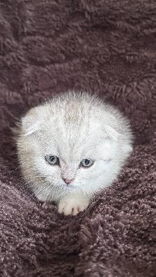 Ready rehome: 8 weeks purebreed Scottish kittens - Photo 8