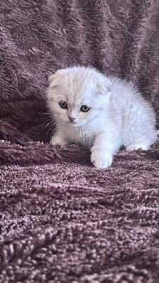 Ready rehome: 8 weeks purebreed Scottish kittens - Photo 9