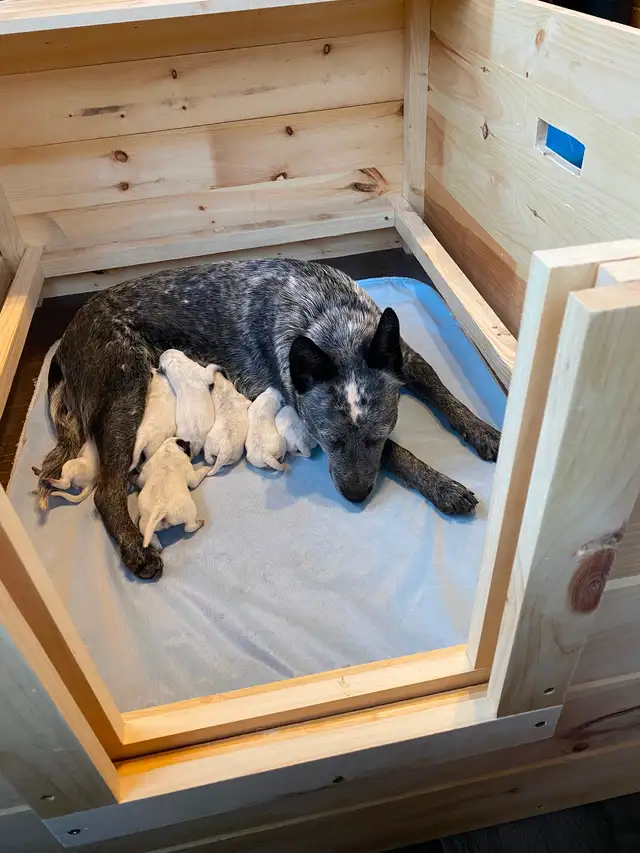 Blue Heeler Puppies