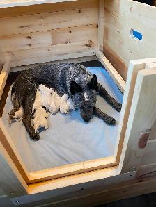 Blue Heeler Puppies