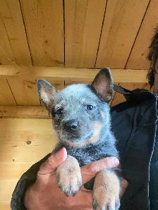 Blue Heeler Puppies - Photo 2