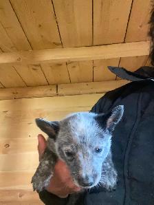 Blue Heeler Puppies - Photo 3
