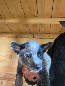 Blue Heeler Puppies - Photo 4