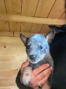 Blue Heeler Puppies - Photo 5