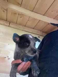 Blue Heeler Puppies - Photo 6
