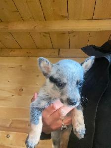 Blue Heeler Puppies - Photo 7