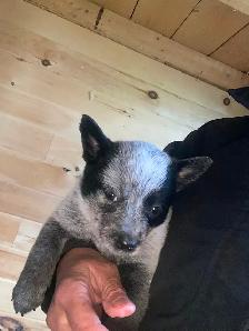 Blue Heeler Puppies - Photo 8