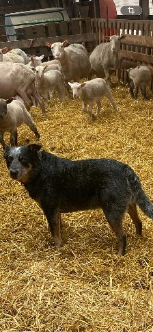 Blue Heeler Puppies - Photo 9