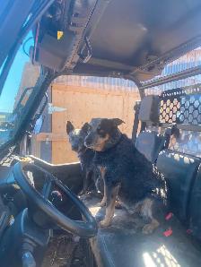 Blue Heeler Puppies - Photo 10